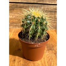 Cactus Mother In Law Cushion Echinocactus Grusonii 4” Pot - £7.46 GBP