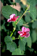 Xo 15 of URENA LOBATA, Caesarweed - Congo jute flowering herb medicinal plant - £12.43 GBP