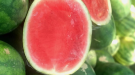 50 Red Ruby Hybrid Or Seedless Watermelon Seeds USA Seller - £8.22 GBP