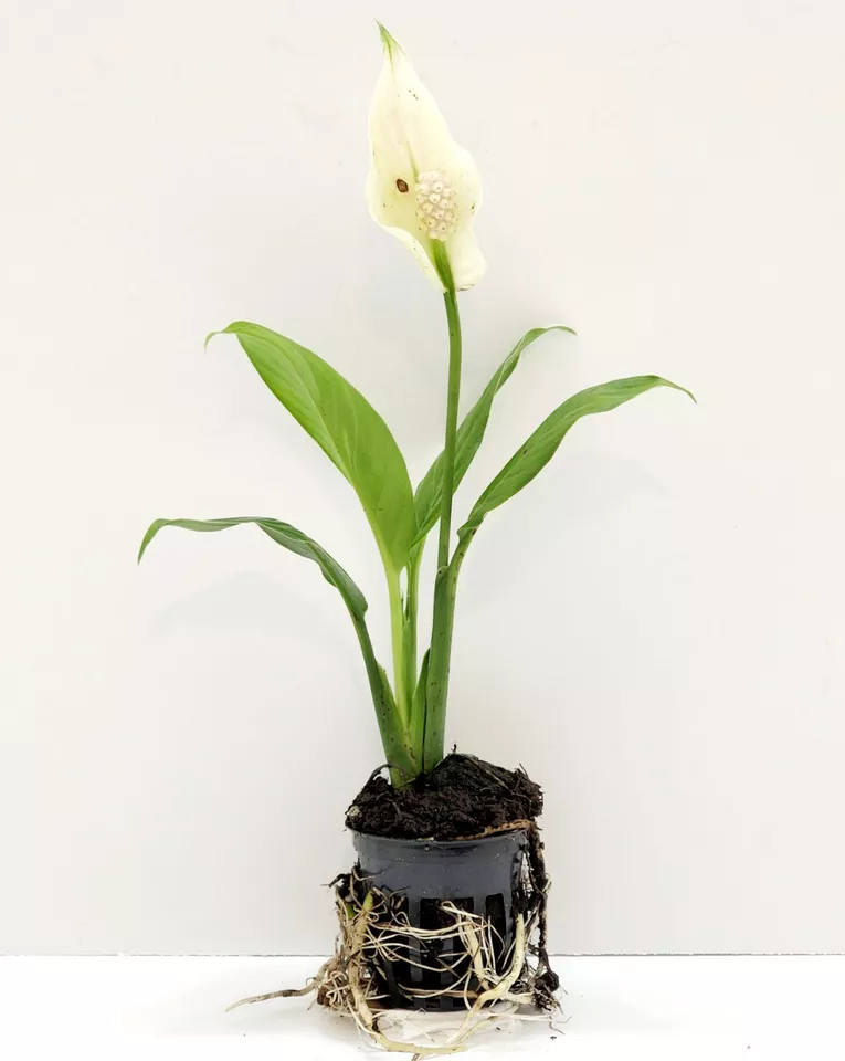 2&quot; Net Pot Live Plant Peace Lily Aquatic - £28.91 GBP