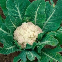 SEPTH Snowball Y Cauliflower - 50 Fresh Garden Seeds - $7.98