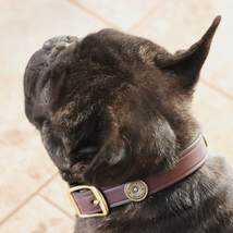 Genuine Leather Shells Dog Collar for French Bulldog, Yorkie, All Breeds - £38.57 GBP+