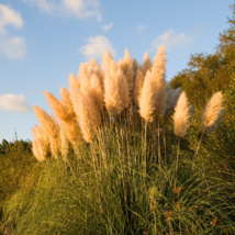 Colorful Pampas Grass Cortaderia Bonsai - 300 Seeds - $168.37 MXN