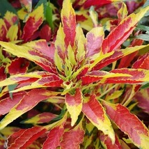 50 Amaranthus Tri-Color Splendens Perfecta Long Lasting Seeds Annual Flower - £14.35 GBP