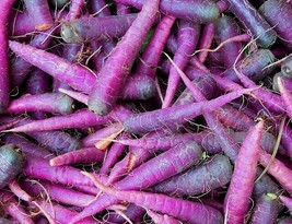 US Seller Carrot Seeds Deep Purple 500 Seeds Fast Shipping - $26.00