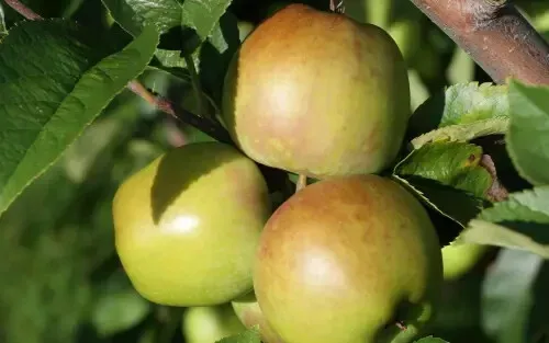 Fresh 25 Albermarle Newtown Apple Seeds - $15.48