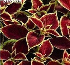 PWO Fresh Japanese Coleus, Dark Red With Golden Edge - $9.58