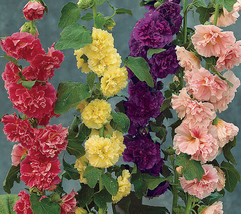 Alcea Rosea Chaters Double Mix 15 Seeds Garden Beautiful USA Seller - £11.98 GBP