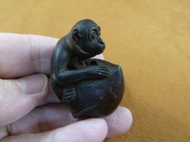(tne-ape-ch-1) CHIMPANZEE  ball Chimp Monkey TAGUA NUT Netsuke Figurine carving - £21.92 GBP