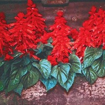 USA Seller Salvia Seeds Vista Red 50 Seeds Flower Seeds Fast Shipping - £15.13 GBP