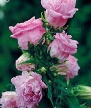 30 Campanula Pink Double Canterbury Bells Perennial Flower Seeds - £13.28 GBP