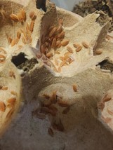30 Porcellionides pruinosus  Powder Orange Isopods Free Shipping - $28.04