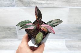 Rare Philodendron Black cherry Pink Princess plant in 3&quot; POT ROOTED LIVE PLANT - £23.98 GBP