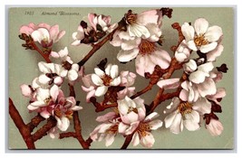 Almond Flower Blossoms on Branch UNP DB Postcard Z5 - £2.33 GBP