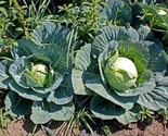 2000 Seeds Cabbage Seeds Brunswick Heirloom Non Gmo Fresh Fast Shipping - £7.22 GBP