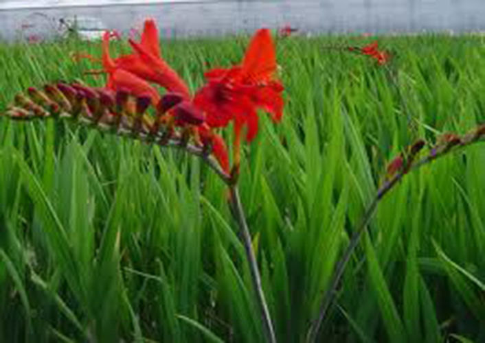 7 Crocosmia Lucifer Seeds-1086A