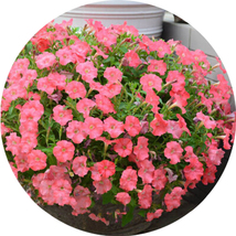 200 Pink Petunia Flower Seeds for Garden - $12.00