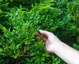 Evergreen Huckleberry Vaccinium Ovatum 25 Seeds - $8.99