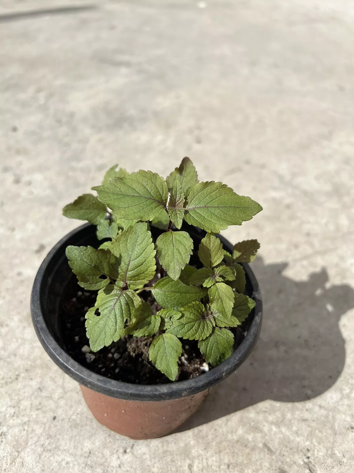 Starter Plant Shiso Plant With Pot Perilla Green Purple Beefsteak Plant - £33.20 GBP