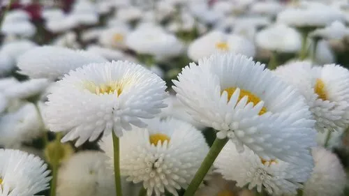 AW White Bellis Perennis Enorma Flower 200 Seeds Fast Shipping  - £6.99 GBP