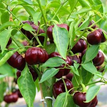 Spicy Gourmet Chocolate Cherry Pepper Seeds (5 Pcs.) - Perfect for Home Gardenin - £5.47 GBP