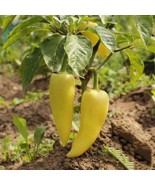 Fresh Sweet Hungarian Yellow Wax Pepper Heirloom Non Gmo 25+ Seeds - $158.43 MXN