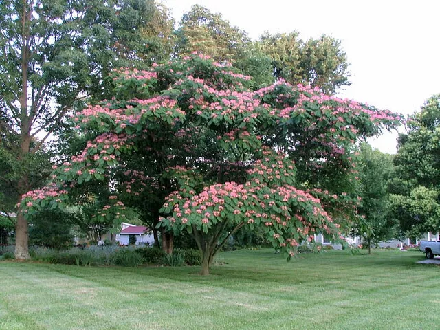 MIMOSA TREE SET OF 50 SEEDS - $517.27 MXN