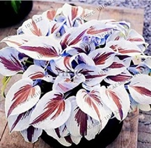 SG 200pcs/pack Hosta Bonsai Perennials Plantain Beautiful Lily Flower White Lace - £6.00 GBP