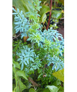 Rue plant Ruta graveolens, commonly known as rue bare rooted plant - $24.40 CAD