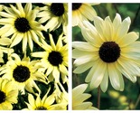 50 Seeds Sunflower Italian White Flower Garden - £27.47 GBP