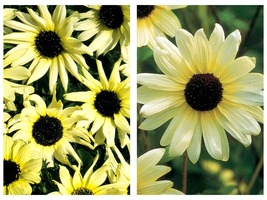 50 Seeds Sunflower Italian White Flower Garden - £27.40 GBP