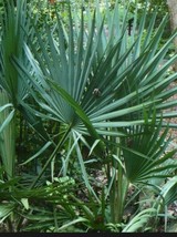 LWSTORE 100 Dwarf Palmetto Seeds Sabal Minor Organic 08/23 Harvest Cold Hardy US - $8.78