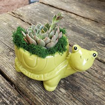 Echeveria in Turtle Planter, Live Succulent, 5" Green Ceramic Tortoise Pot image 2