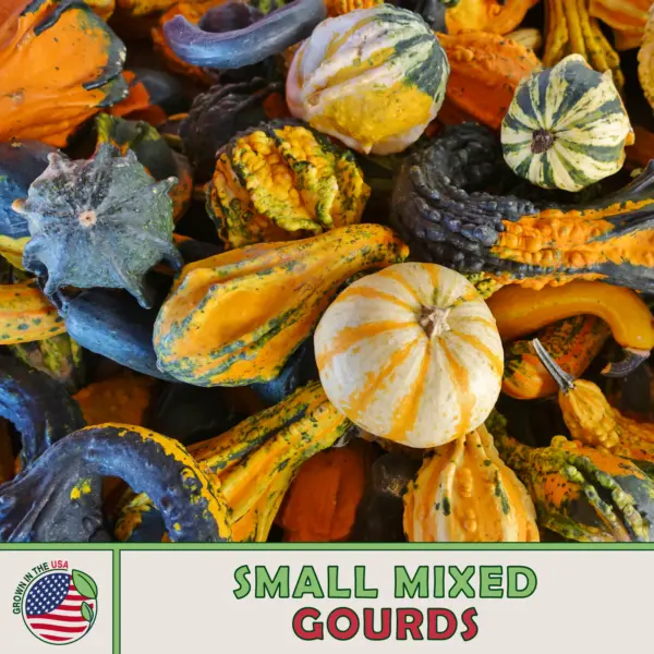 20 Small Mixed Gourd Seeds Heirloom Non Gmo Genuine Usa Garden - £7.45 GBP