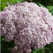 5 pcs Incredible Blush Hydrangea Seed Perennial Flowers Seed Flower - £10.51 GBP