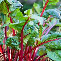 Ship From Us Swiss Chard - 6 G Packet ~200 Seeds - Pink - NON-GMO -HEIRLOOM TM11 - £12.68 GBP