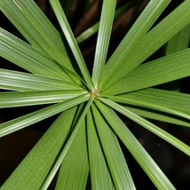 50 Umbrella Palm Tree Cyperus Involucratus Papayrus Sedge Seeds New Fres... - $89.63 MXN