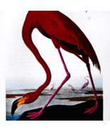 1979 Flamingo Color Plate Print Audubon Birds Of America Vintage Art F15L - €30,04 EUR