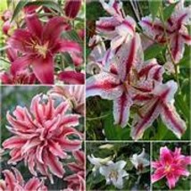 100 pcs hosta seeds Coleus plant colorful flower bonsai festival item NODL569C - £8.63 GBP