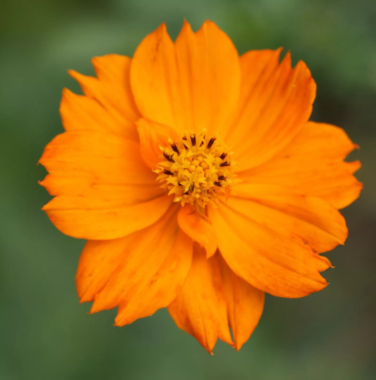 40+ Orange Cosmos Flower seeds - organic crop of 2024 - €1,56 EUR
