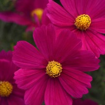 Cosmos Bipinnatus Sonata Carmine Cut Flowers For Bouquets 100 Seeds Fresh Seeds  - £16.22 GBP