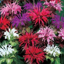 100 Purple Pink White Bee Balm Seeds Bloom Hummingbird Flower Seeds Flowers USA  - £11.66 GBP