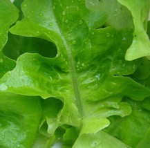 Grow In US Lettuce Oak Leaf Oakleaf Green Salads 500 Seeds   - £5.68 GBP