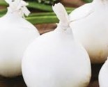 250    White Sweet Spanish Onion Seeds Non Gmo Heirloom Fresh Fast Shipping - £7.14 GBP