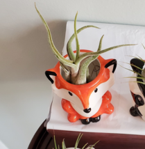 Fox Planter with Air Plant, Mini Orange Fox 3" Ceramic Plant Pot, Live Airplant image 2