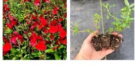 Starter Plant Plug | Salvia greggii &#39;Radio Red&#39; | Autumn sage - £27.17 GBP