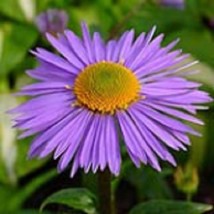 25 Aster Goliath Alpinus Flower Seeds PerennialFrom US  - £6.45 GBP