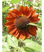 Sunflowers seeds red sun - £11.05 GBP