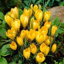 Many Varieties Saffron Flores Saffron Flower, 20 SEEDS D  - £9.65 GBP