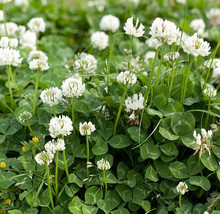 White Clover Seed, White Dutch Clover (1 lb. Pack), approx. 800,000 Seeds - $49.98